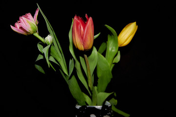Tulipany © Dariusz