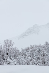 winter landscape with snow