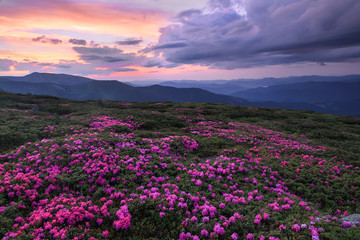 A lawn covered with flowers of pink rhododendron. Scenery of the sunrise at the high mountains. Dramatic sky. Amazing summer day. The revival of the planet. Location Carpathian, Ukraine, Europe.