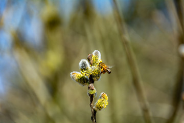 bee on a flower