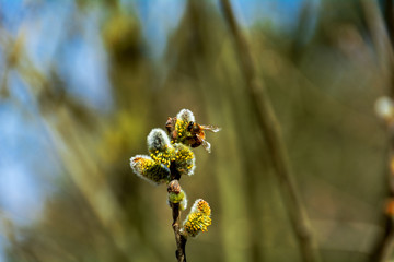 bee on a flower