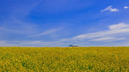 Obraz premium car in the field of blooming canola on a sunny day