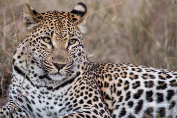 Leopard resting in Sabi Sand National Park, South Africa
