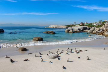 Fototapeta na wymiar Penguin colony on Boulders Beach near Cape Town, South Africa