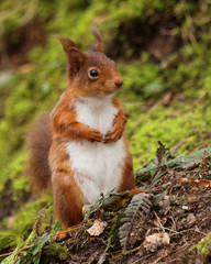 squirrel in the forest