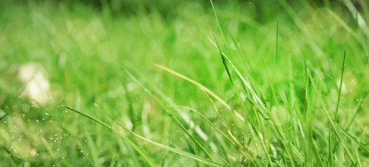 Fresh green grass. Nature background