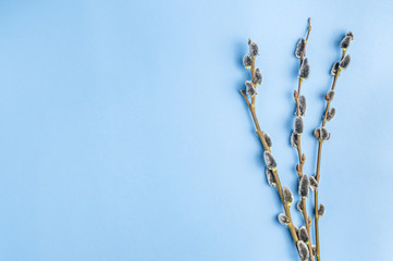 Light blue background and three pussy willow twigs. Place for text.