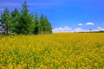Fototapeta na wymiar a forest belt of young pines in a field of blooming canola on a sunny day