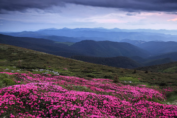 Obraz premium A lawn covered with flowers of pink rhododendron. Scenery of the sunrise at the high mountains. Dramatic sky. Amazing summer day. The revival of the planet. Location Carpathian, Ukraine, Europe.