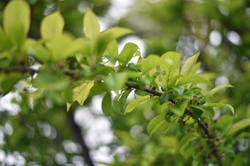 Obraz premium Plum Tree Branch