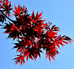 Closeup of the red leaves of a Japanese acer palmatum
