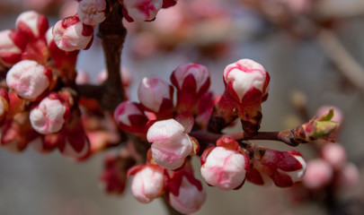 A branch of healing cherries with unbroken buds in full bloom in all its glory in spring sunny day.