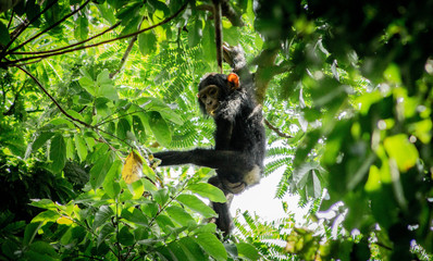 Chimpanzee in Kibale National Park, Uganda, Africa