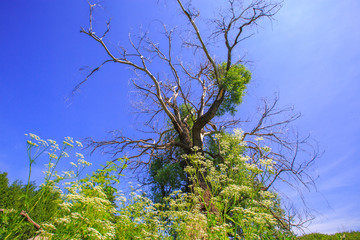 dry tree against the sky, bottom view