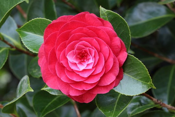 Camellia japonica  variety Roger Hall flower close up.