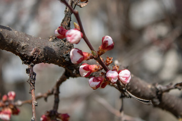 A branch of healing cherries with unbroken buds in full bloom in all its glory in spring sunny day.