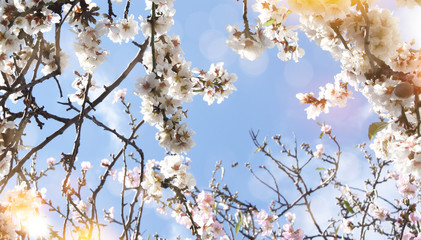 Spring background with Almond Blossom