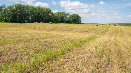 Fototapeta premium meadow with mowed grass on a sunny day, mowed grass in rolls