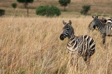 Zebra in Kidepo National Park, Uganda