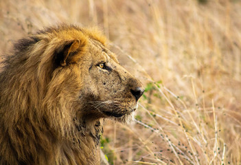 A male lion hunting, Kidepo Valley National Park, Uganda, Africa