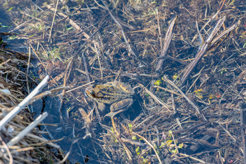 Pyrenean frog (Rana Pyrenaica) in Vall d Incles, Canillo, Andorra.