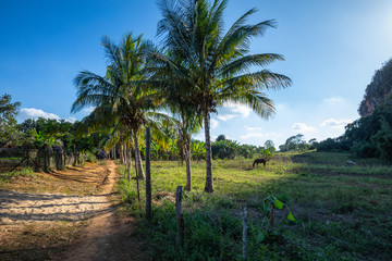 Obraz premium The Vinales Valley (Valle de Vinales), popular tourist destination. Tobacco plantation. Pinar del Rio, Cuba.