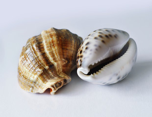 Sea shells on a white background