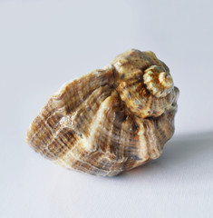 Sea shells on a white background