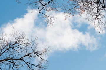 Spring and autumn leafless trees on a blue sky background. Seasonal dramatic concept. Structure and texture abstract shot. Look up beautiful view.
