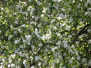 white flowers of a tree