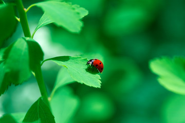 Ladybug on green leaf and green background.