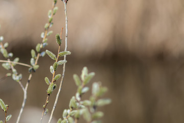 Pussy-willow buds close-up. With blurry background.