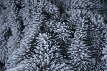 abstraction, frost on spruce needles