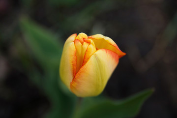 yellow tulip on a natural background