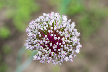 Blooming inflorescence of leeks on a background of blurred greenery. Background