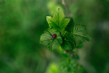 Ladybug on green leaf and green background.