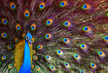 Obraz premium Portrait of a colorful dancing peacock . Peacock close up portrait. Peacock wallpaper and backgrounds.