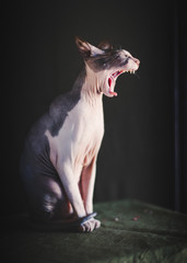 Yawning Sphinx
