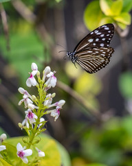 butterfly in flight to a  flower