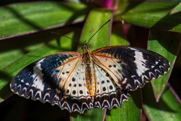Leopard Lacewing - Cethosia cyane, beautiful orange and red butterfly from East Asian forests, Malaysia.