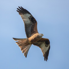 red kite in flight