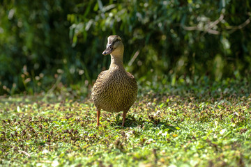 Duck in nature