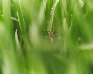 spider on the grass