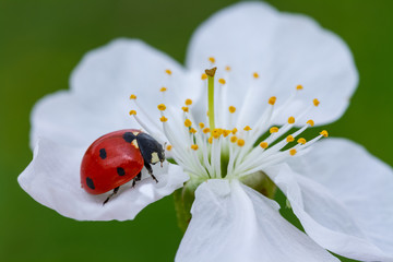 ladybird on a flower