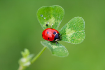 ladybug on green leaf