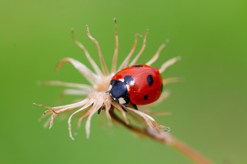 ladybird on a leaf