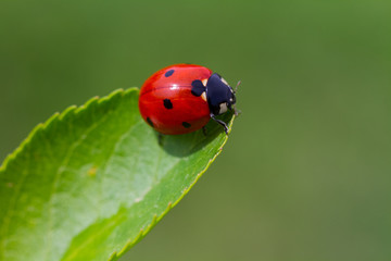 ladybird on a leaf