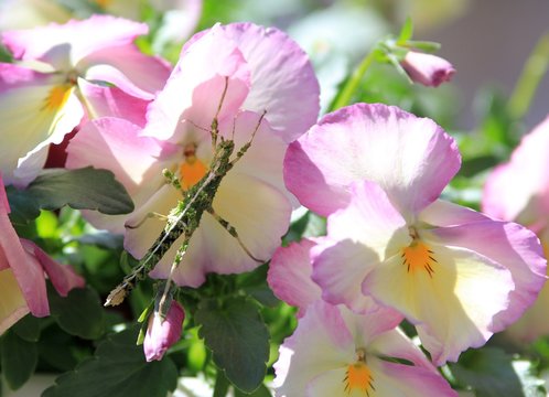 Stick insect Sungaya inexpectata on flowers in the garden