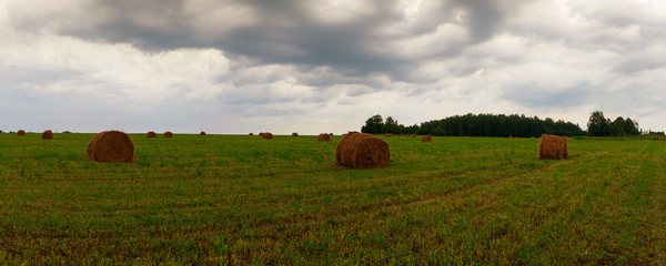 Disturbing clouds are located over a field of wild flowers. Ivanovo region, Russia.