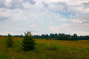 Disturbing clouds are located over a field of wild flowers. Ivanovo region, Russia.